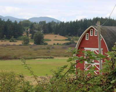 ‘Horror movie’: officials investigate after 21 dead dogs wash up on Washington state shore