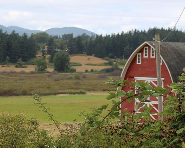 ‘Horror movie’: officials investigate after 21 dead dogs wash up on Washington state shore