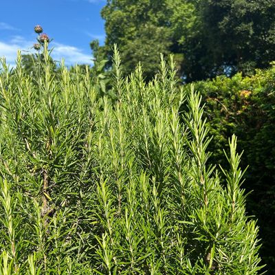 If your rosemary plant has gone woody and patchy, garden experts say this is exactly what you need to do to get it looking healthy for summer