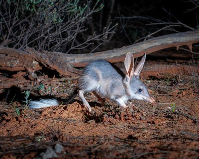 Bilby boom: breeding trial to reintroduce species to Mallee Cliffs national park shows signs of success