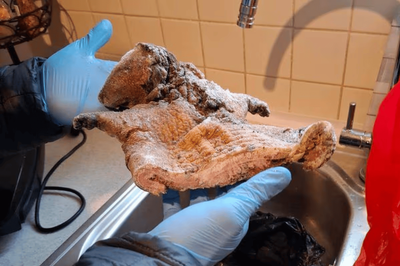 Police seize 11kg of rat and antelope meat that 'poses serious health risks' in southeast London raid