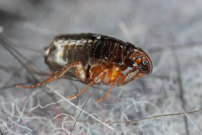 Flea-borne Typhus infections have hit record levels in LA. Here’s how to protect yourself