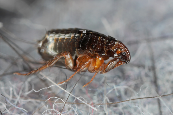 Flea-borne Typhus infections have hit record levels in LA. Here’s how to protect yourself