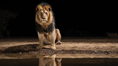 "For me, there's nothing more exciting than photographing a lion that has never been photographed before!"