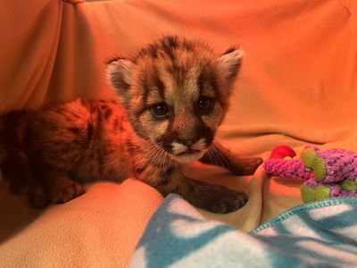 Three-week-old mountain lion cub rescued by California biologists