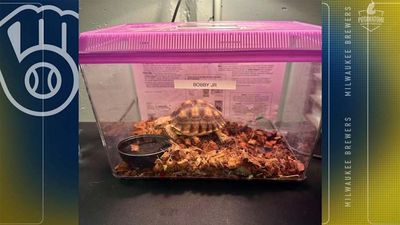 Why the Brewers, Not Royals, Have a Tortoise Mascot Named After Bobby Witt Jr.