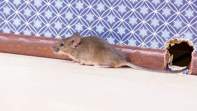 12 mouse and rat repelling essentials for a pest-free home