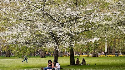 Pollen is here to stay as seasons get longer. Here’s how to protect yourself