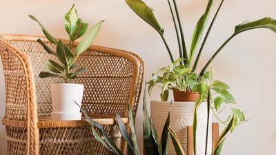 How to Grow and Care for a Ficus Audrey – The Lesser-Known (And Lower-Maintenance) Alternative to a Fiddle Leaf Fig