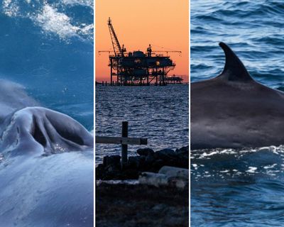 Rice’s whales predate modern humans. Now Trump could make them extinct