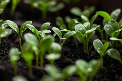 When to Thin Seedlings for Maximum Growth