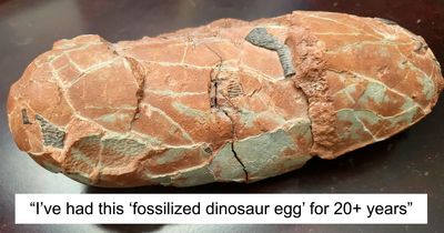 79 Times People Found Interesting Fossils And Asked Others To Identify Them