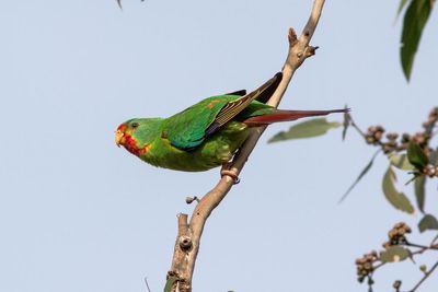 The swift parrot’s distinctive call was recorded dozens of times in a patch of Tasmanian forest. Then the forest was logged
