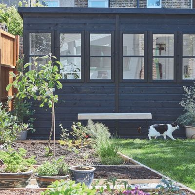I'm a cat lover but I'm still protecting visiting birds from them with these simple and safe changes to our garden – just as David Attenborough recommends in his new series