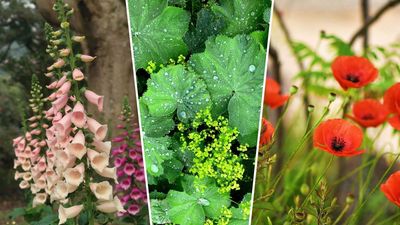 Want a low-maintenance flourishing garden? These self-seeding flowers do all the hard work for you
