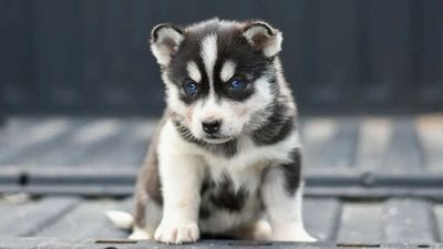 This One Mistake Can Make Any Dog Aggressive