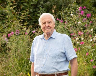 Secret Garden review – David Attenborough offers us a gorgeous fantasy for his 100th birthday