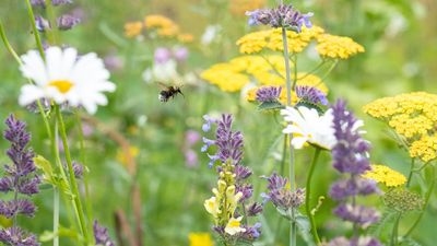 April Is the Ideal Month to Sow These 7 Native Wildflowers for a Whimsical, Pollinator-Packed Garden
