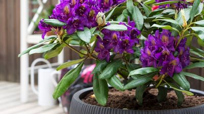 These 5 Compact Azaleas Are Perfect for Pots – And Some Will Even Rebloom All Season