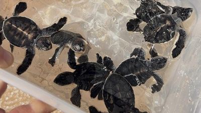 Cyclone-affected wildlife to be given helping hand
