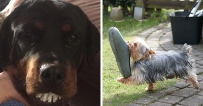 59 Adorable Animals Being Thieves