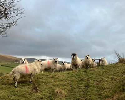 Country diary: Lambing season is here – how long until white-tailed eagles are overhead?