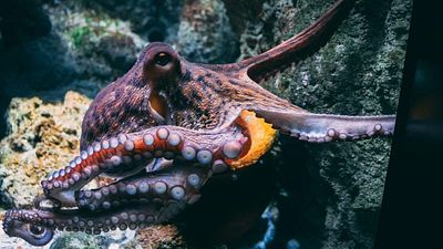 Inside the weird world of octopus sex as scientists find sensory arm that can deposit sperm