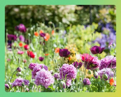 Sow, grow, don’t mow: 15 ways to get your garden ready for spring and summer