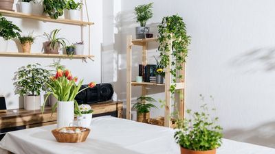 IKEA’s Corner Plant Stand Is About to Solve All My Small-Space Woes – It’s Perfect for City Apartments