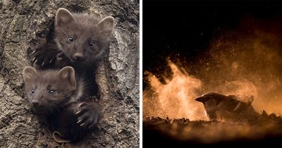 30 Incredible Moments In Nature Captured By Michel d’Oultremont