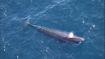 Donald Trump dispatches ‘God Squad’ to wipe out the last 51 ocean giants that have survived 3,000,000 years