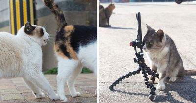 61 Brilliant Cat Photos By Kenichi Morinaga That Range From Cute To Hilarious