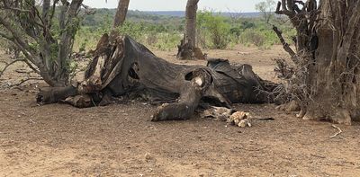 How to eat an elephant: fossil find in Tanzania shows oldest signs of butchering these giant mammals