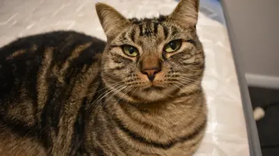 A Cat’s Mad Dash on an Airplane Has Many Defending the Feline’s Right to Stretch Its Legs