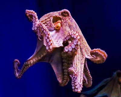Is there any need for amputee octopuses?