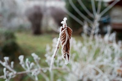 Easy DIY Garden Cloche Ideas for Cold Protection