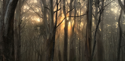 Australia’s alpine ash forests are now officially endangered. Can we save them?