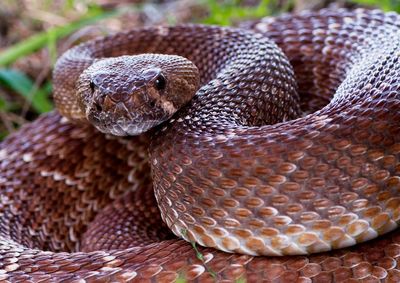California county records sixth person bitten by rattlesnake in under a month