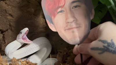 There is a snake that hates Markiplier