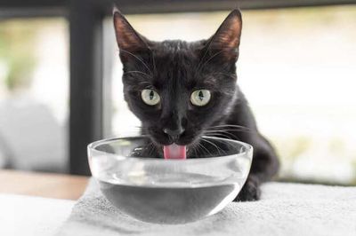 Hydration Matters: Why Water Intake is Crucial for Cats ?