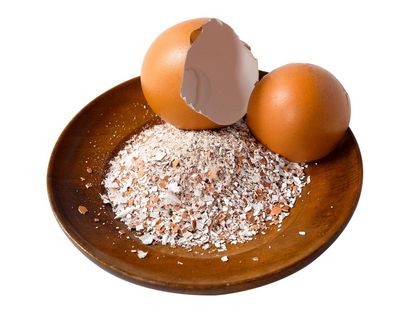 Houseplant hacks: do eggshells deter fungus gnats from laying eggs?