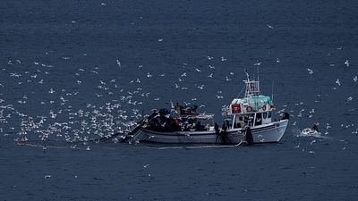 As Greece battles illegal fishing, new digital platform aims to step up protection of marine life