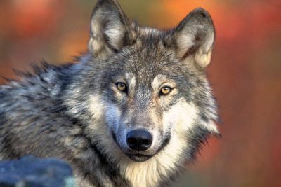 Parents of toddler injured by wolf at ZooAmerica charged after child put hand in enclosure