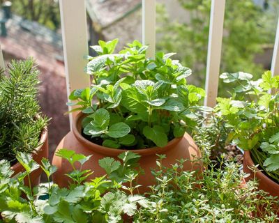 How to save limp herbs