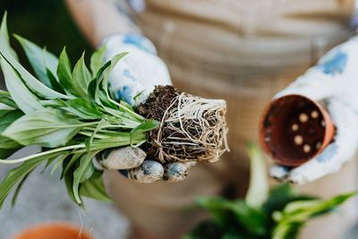 How to Tell When Plants Are Root-Bound