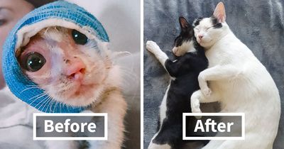 Two Severely Injured Kittens Found Love And a Forever Home Thanks To A Caring Vet