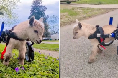 Special needs baby goat walks with custom wheelchair after being born with deformities