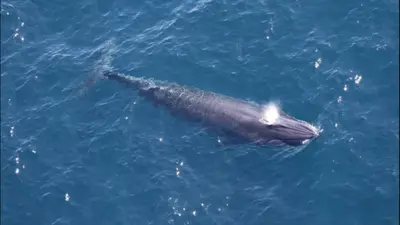 Donald Trump dispatches ‘God Squad’ to wipe out the last 51 ocean giants that have survived 3,000,000 years