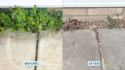 I used AI to create my homemade weed killer solution — here's the results