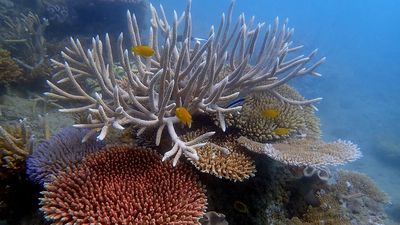 Cyclone-hammered reefs can take many years to recover